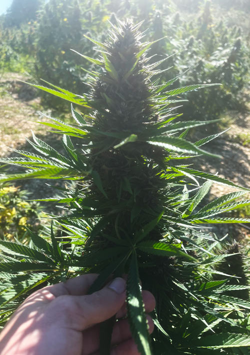 Culture de Cannabis CBD Outdoor